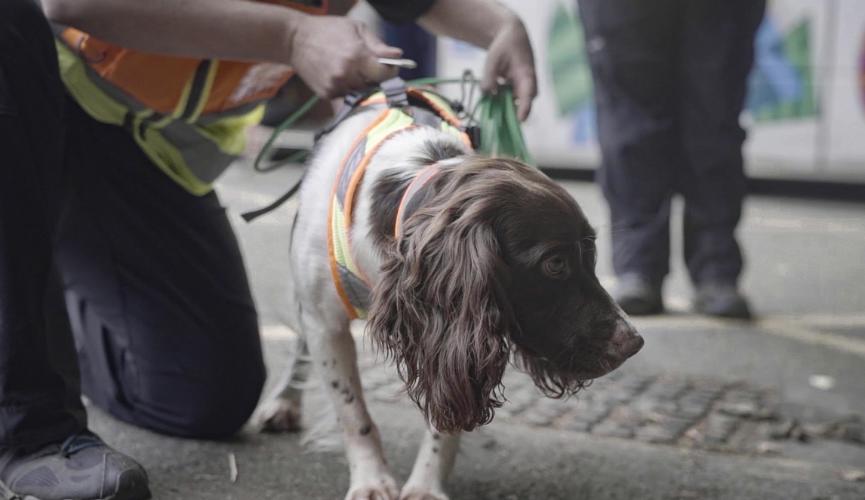 Training Jersey's rescue dogs with Helping Hands