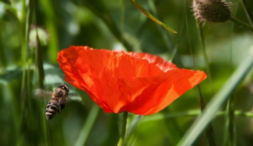 Buzzing with the bees: Life as a Beekeeper