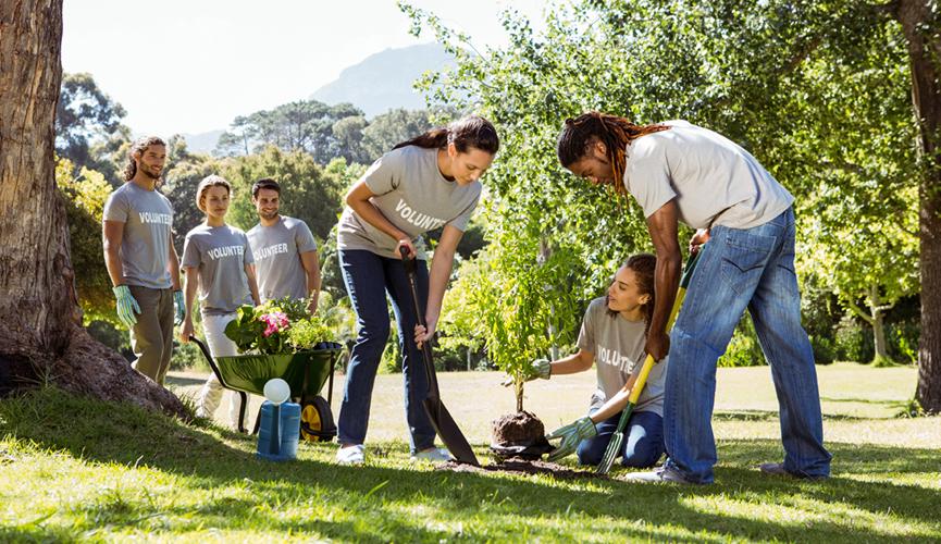 Cater for our pollinators: all about pollinator patches