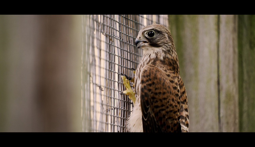 Caring for Jersey’s animal community